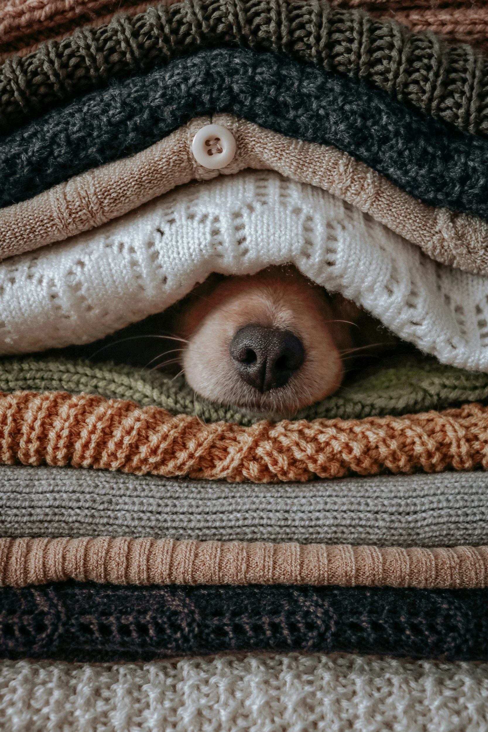 A dog snuggled snugly between cosy knitted blankets at home